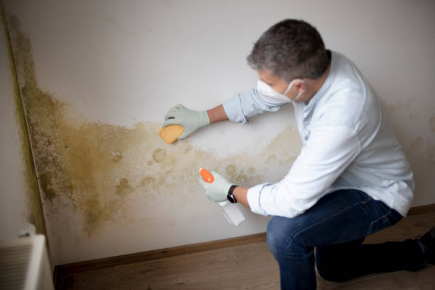 Asbestos and Lead Testing During Mold Inspection in Coppell, TX